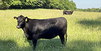 40 Angus & BWF Cows... SW Missouri