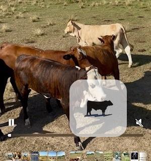Cattle Range Listing Photo