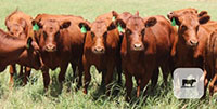20 Red Angus Rep. Heifers... Central TX
