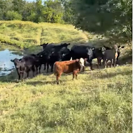 Cattle Range Listing Photo