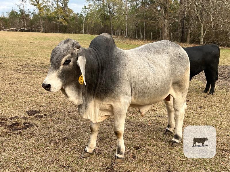 Cattle Range Listing Photo