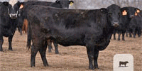 45 Angus & Red Angus Cows... E. Central OK