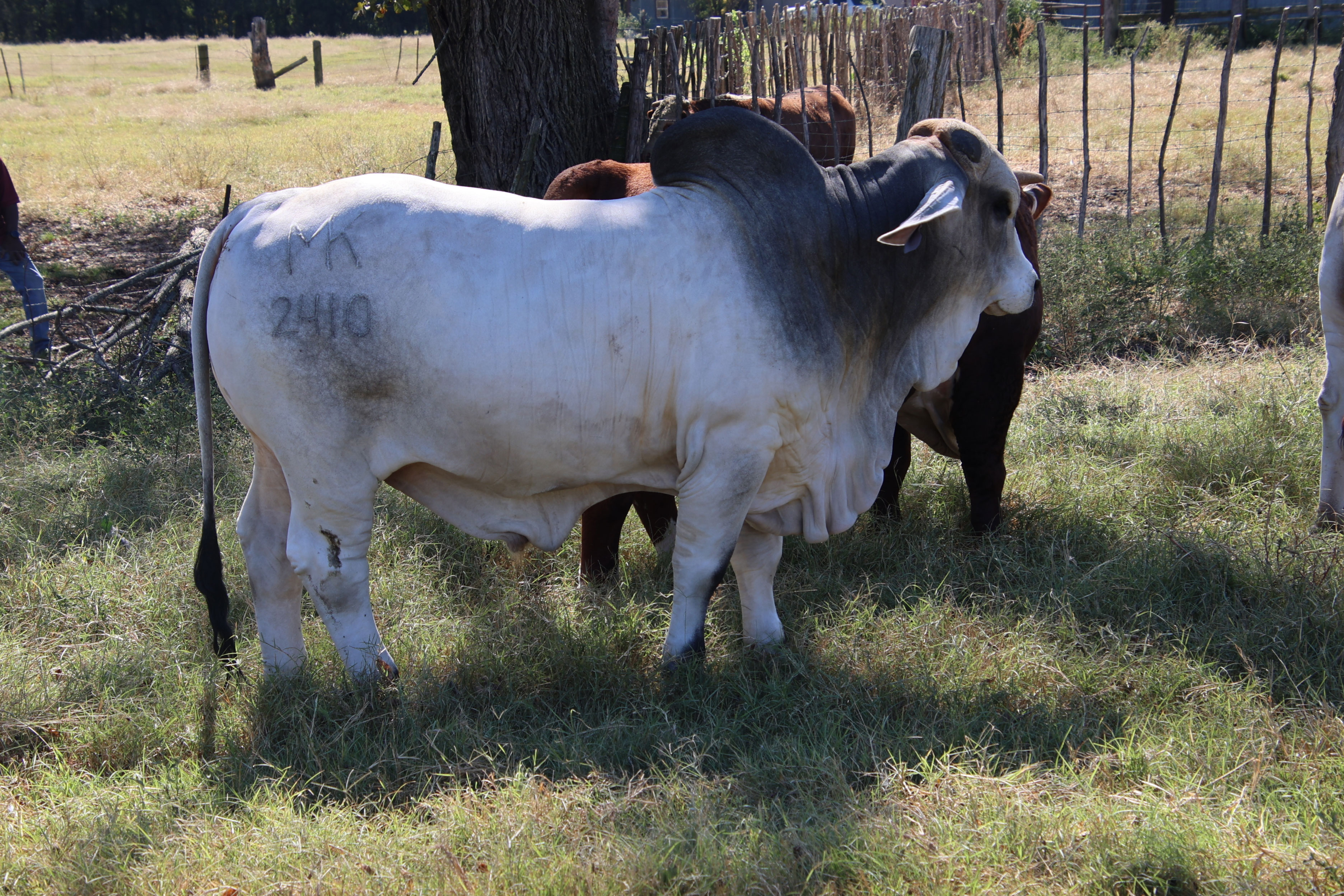 Cattle Range Listing Photo