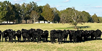 50 Brangus Rep. Heifers... East TX