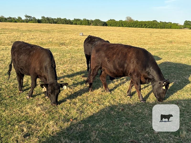 Cattle Range Listing Photo