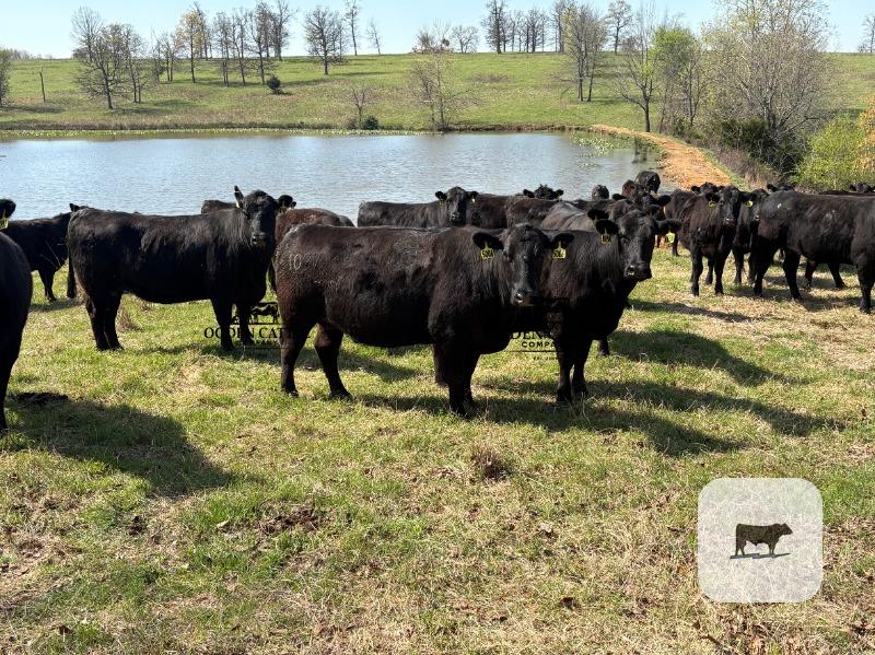 Cattle Range Listing Photo