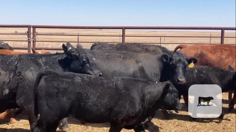 Cattle Range Listing Photo