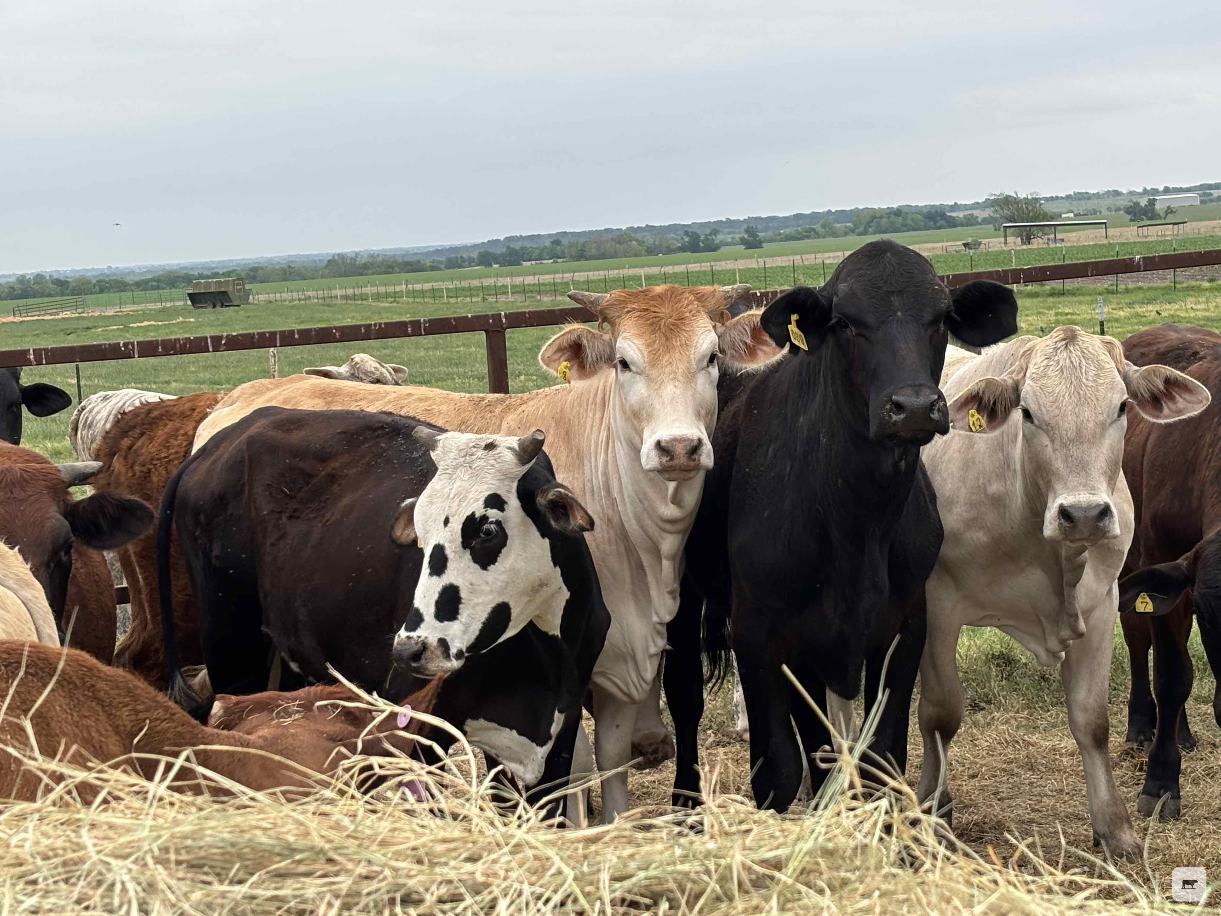 Cattle Range Listing Photo