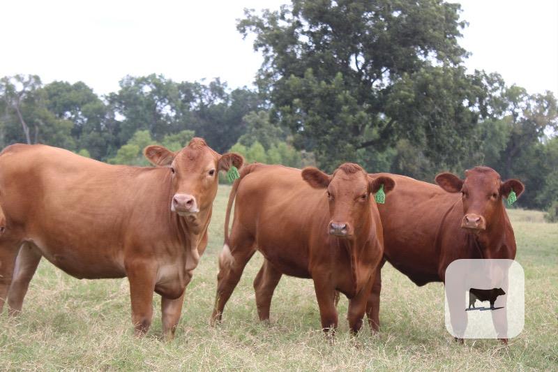 Cattle Range Listing Photo