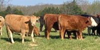 35 Reg. F1 Akaushi/Angus Bred Heifers... S. Central MO