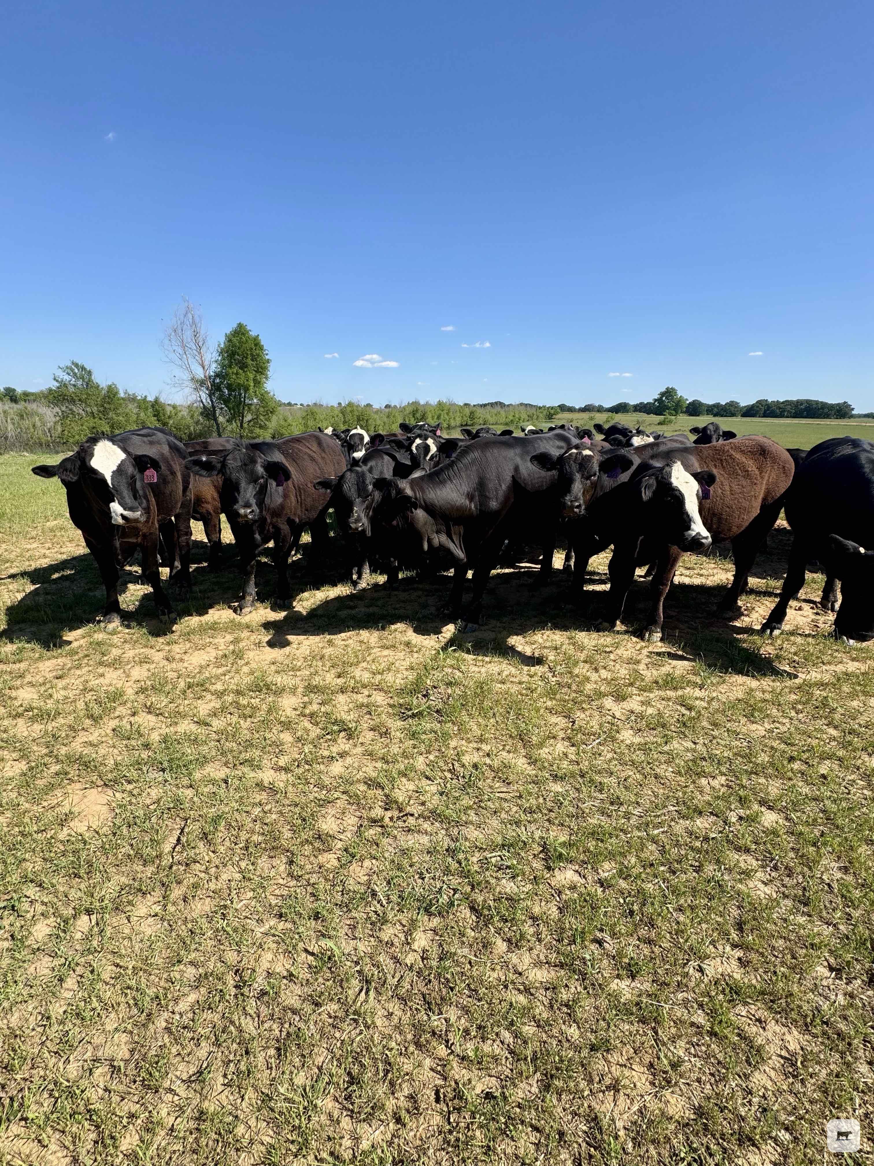 Cattle Range Listing Photo