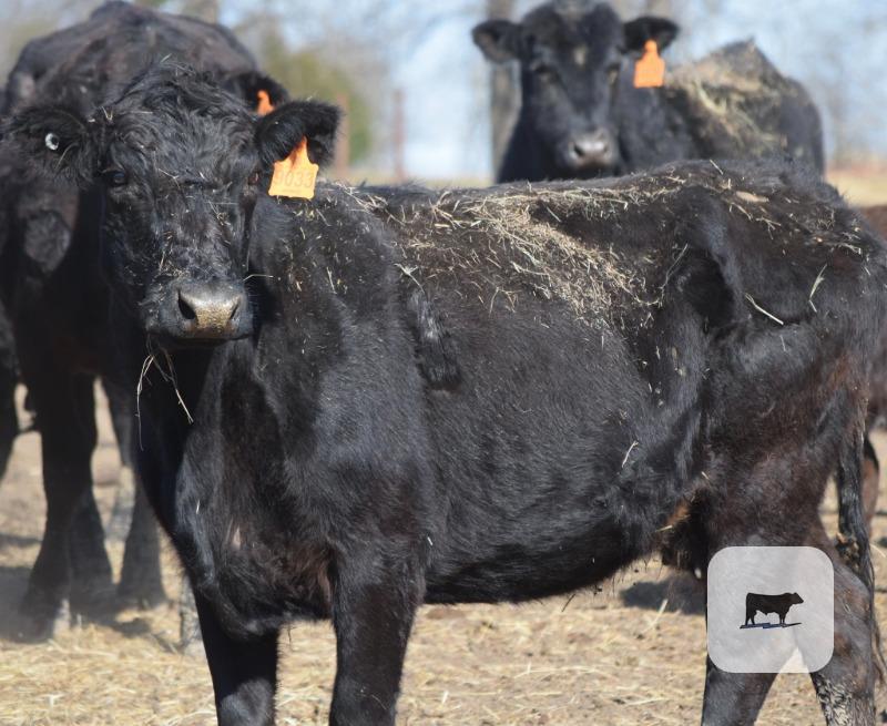 Cattle Range Listing Photo