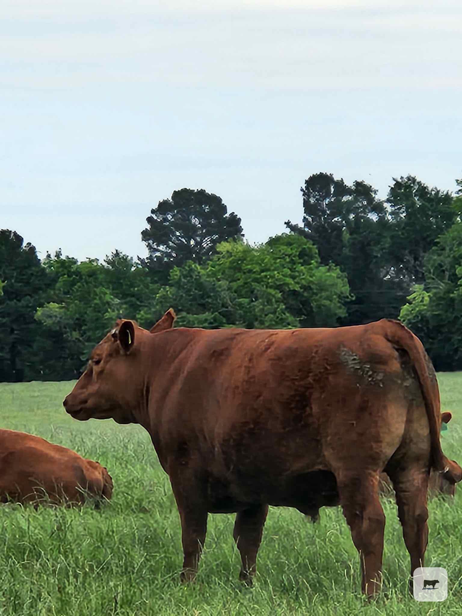 Cattle Range Listing Photo