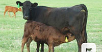 16 1st-Calf Angus Pairs... Central TX