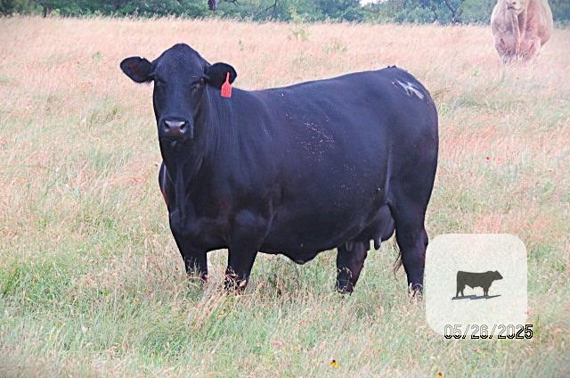 Cattle Range Listing Photo