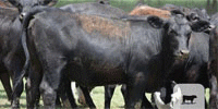55 Angus & 'BWF' Bred Heifers... E. Central OK