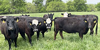 42 Angus & BWF Cows... Southwest MO
