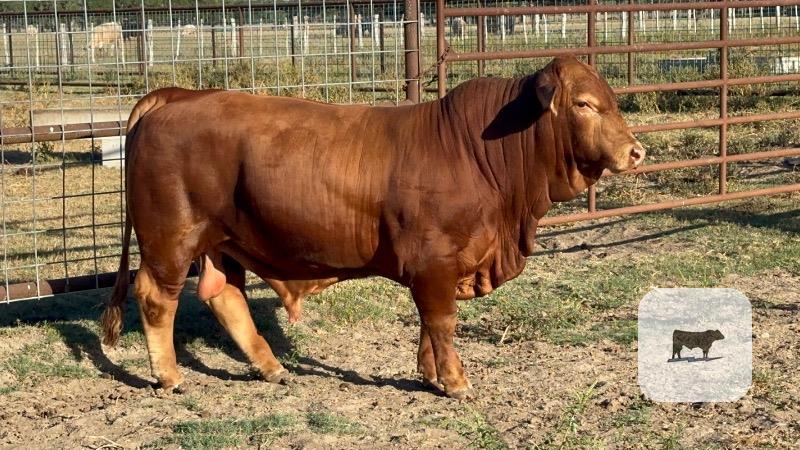 Cattle Range Listing Photo