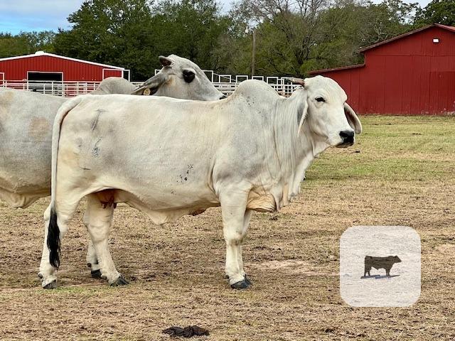 Cattle Range Listing Photo