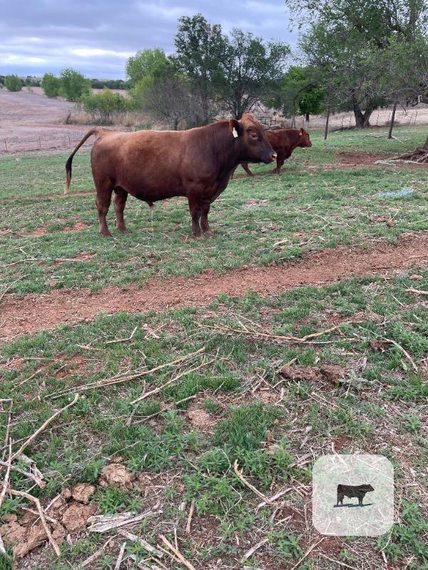 Cattle Range Listing Photo