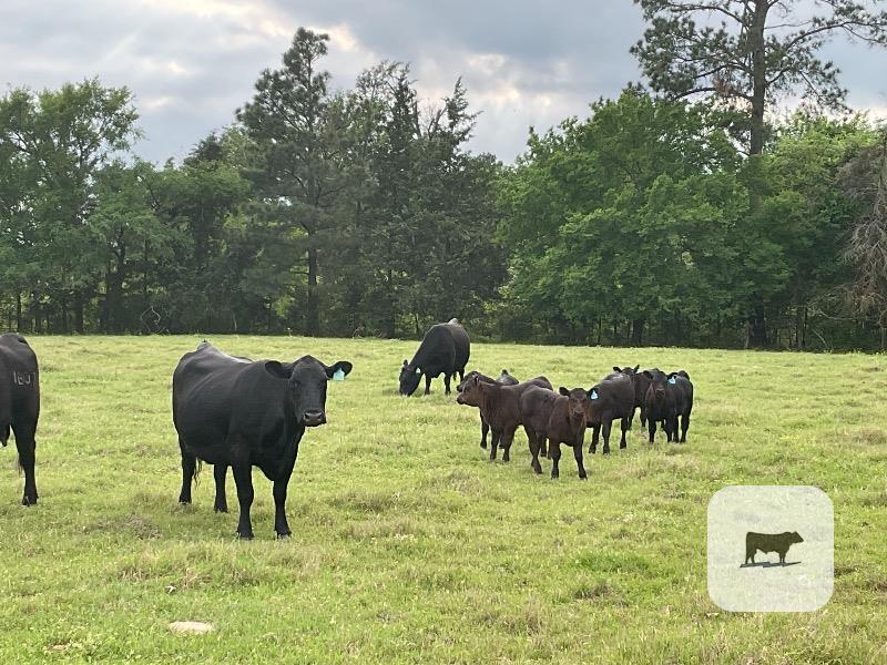 Cattle Range Listing Photo