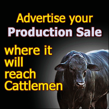 Advertise Your Production Sale on The Cattle Range