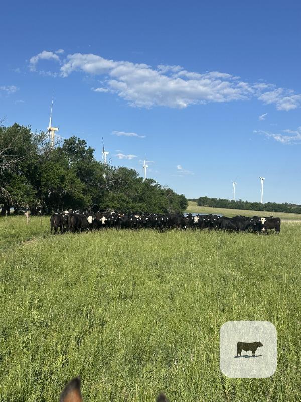 Cattle Range Listing Photo