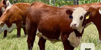 35 Hereford Rep. Heifers... Central TX