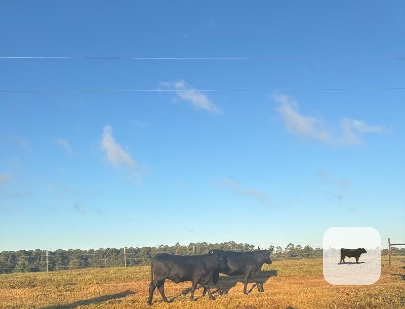 Cattle Range Listing Photo