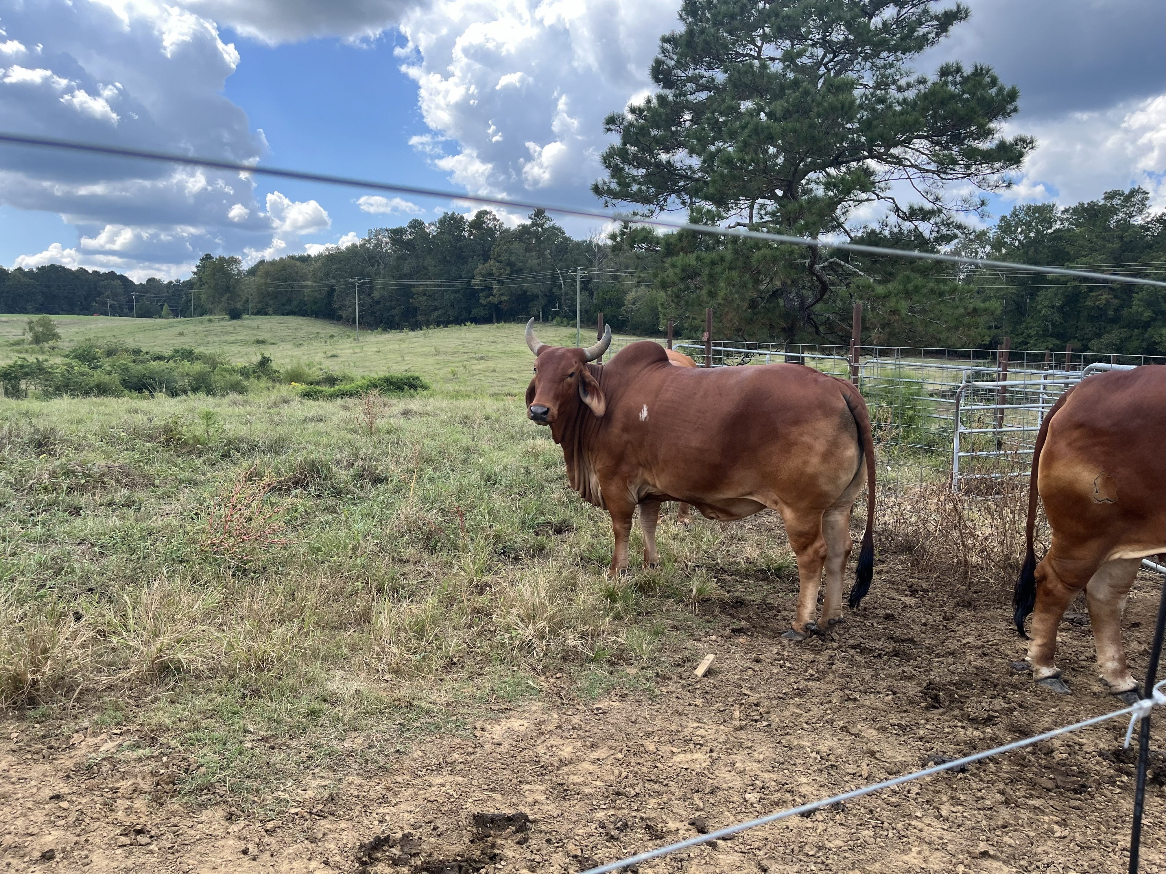 Cattle Range Listing Photo