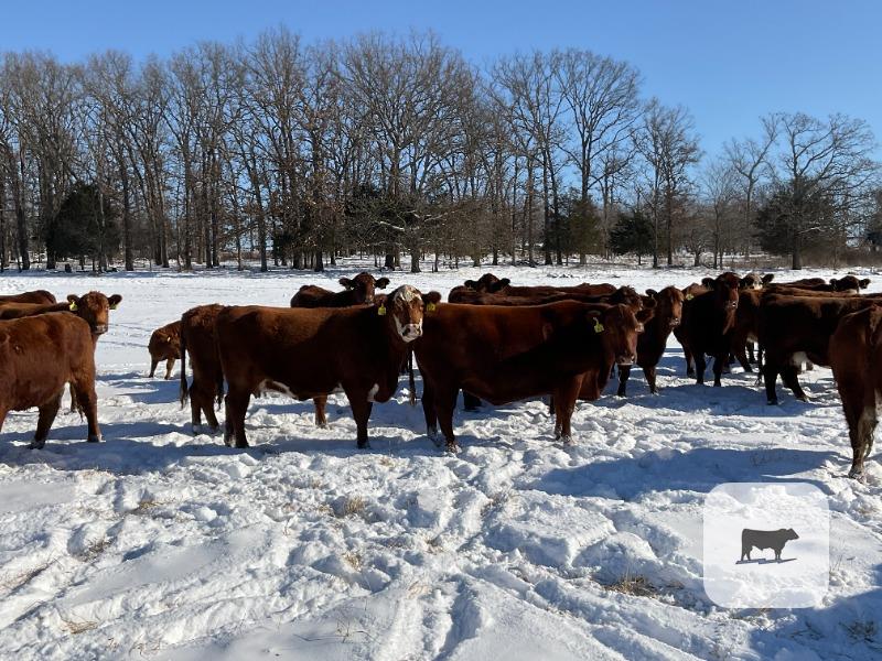 Cattle Range Listing Photo