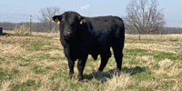4 Angus Bulls...  Northeast AR