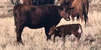 43 Red Angus 1st-Calf Pairs... N. Central WY