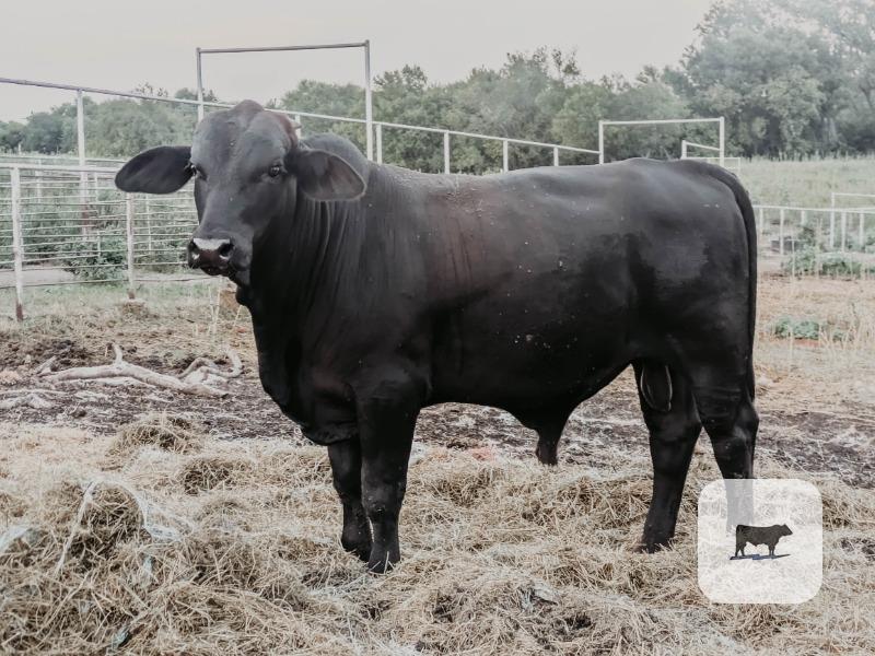 Cattle Range Listing Photo