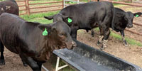 4 Brangus Rep. Heifers... Central TX