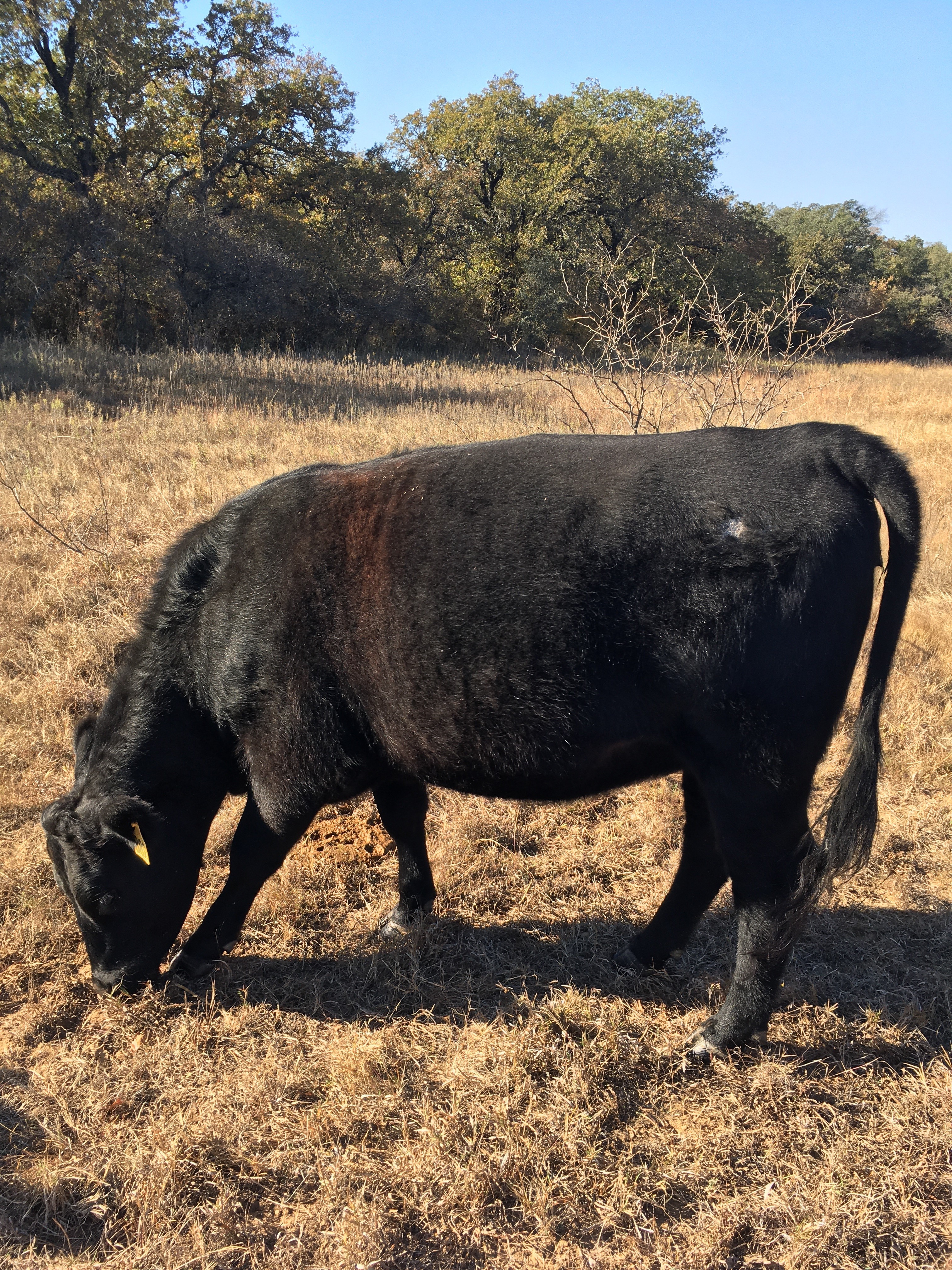 Cattle Range Listing Photo