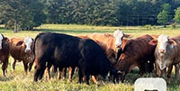 20 F1 Braford/Tigerstripe Bred Heifers... E. Central MS