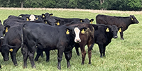 61 Angus & BWF Rep. Heifers... Southwest MO
