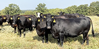 40 Angus & BMF Cows... SW Missouri
