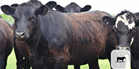 45 Angus & BWF Bred Heifers... E. Central OK