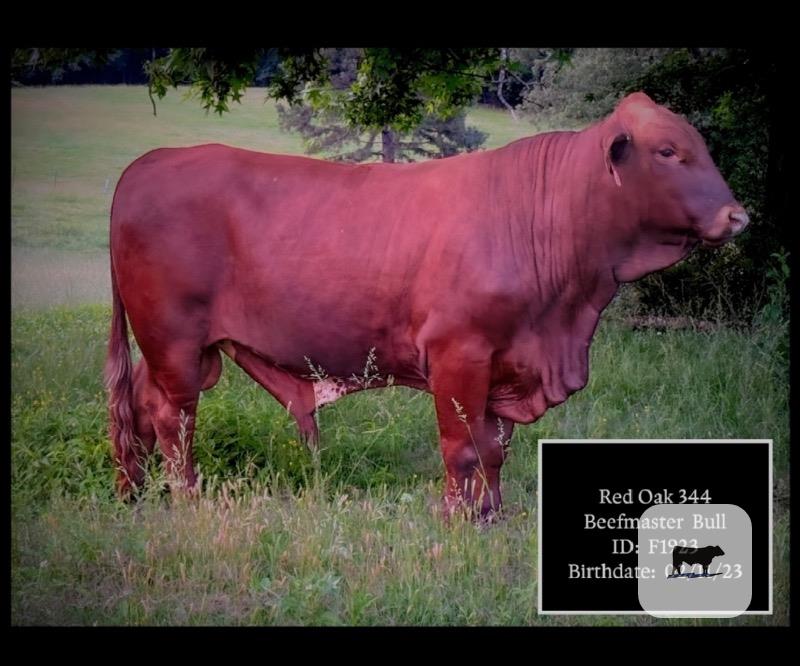 Cattle Range Listing Photo