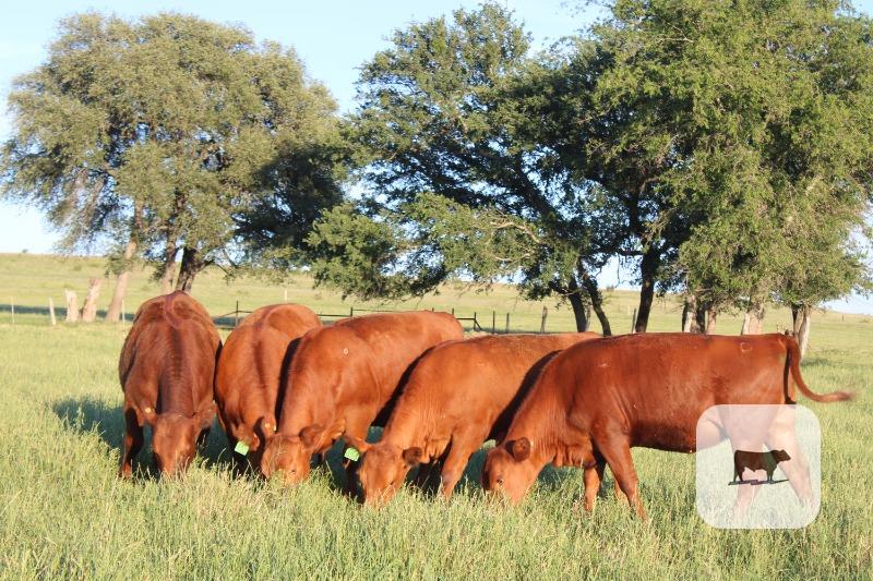 Cattle Range Listing Photo