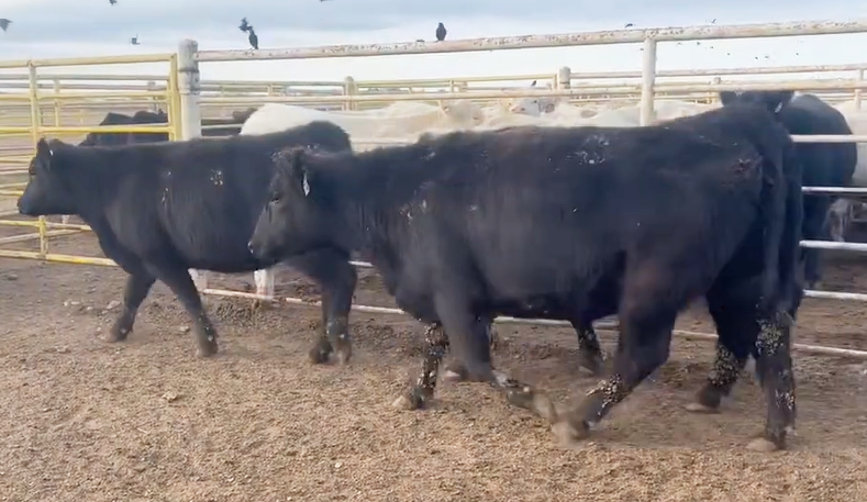 Cattle Range Listing Photo