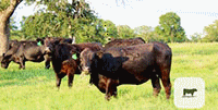 49 Angus 2nd-Calf Cows... Central TX