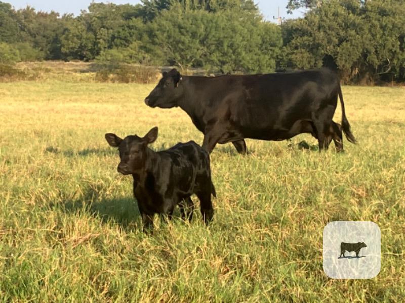 Cattle Range Listing Photo