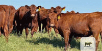 24 Red Angus Bred Heifers... S. Central OK