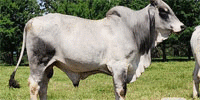 7 Reg. Brahman Bulls... Southeast OK