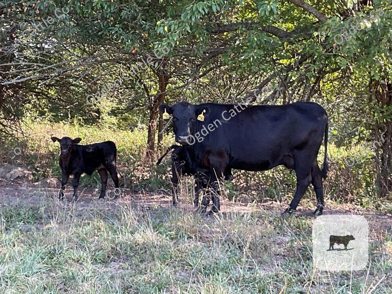 Cattle Range Listing Photo