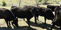 35 Angus Bred Heifers...  Central KS