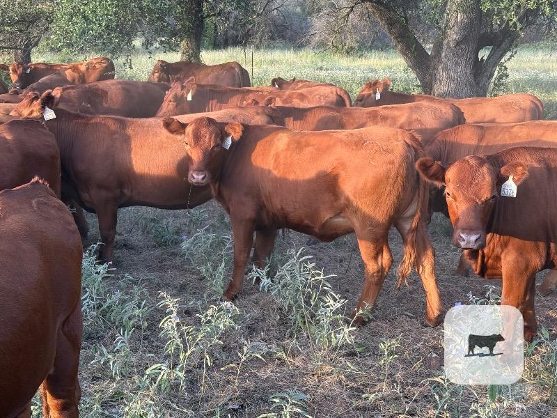 Cattle Range Listing Photo